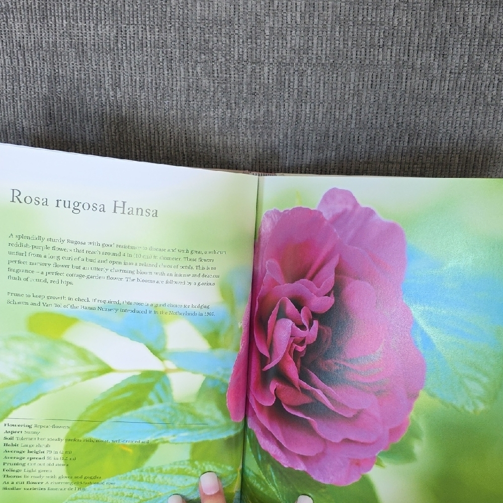 Vintage Roses Hardback Book,‎ 239 Pages - Picture 11 of 12